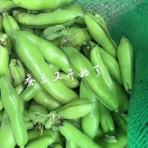 蚕豆