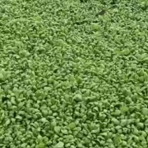 精品大叶茼蒿