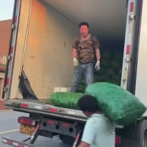 青蚕豆