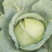 豪帝包菜，厚叶耐运输