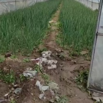 精品蒜苗，大量上市，产地一手货源，欢迎各位老板订购