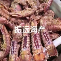 皮皮虾、渤海湾皮皮虾
