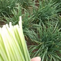 大量供应精品韭苔