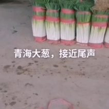 青海刚葱