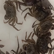 连云港大闸蟹，蟹肉满满，蟹黄多多，任君挑选