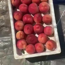红梅，突围，大量上市，有奶茶，果汁，饮品，的联系我，