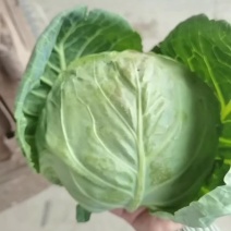 昌黎甘蓝大量上市