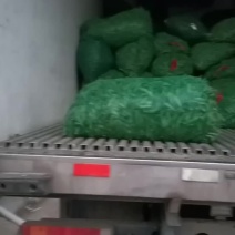 青海蚕豆，香蕉蚕豆七星豆，青蚕豆，白豆己大量上市几百亩，