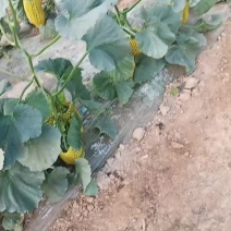 精品博洋九大量供应熟度刚刚的产地直销欢迎来电