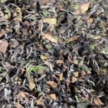 寿眉