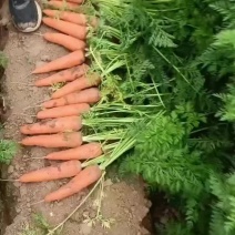 鲜葫萝卜