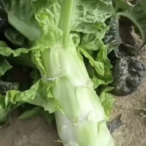 云南精品窝笋