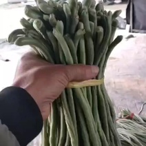 精品长豆角