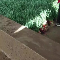 精品蒜苗大量供应，场地一手货源货源，欢迎大佬订购
