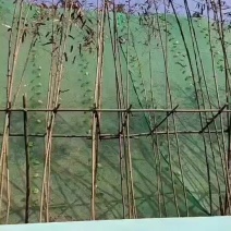刚竹子是一种非常有特点的竹类植物，用于景观和园艺中