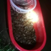 沅江小龙虾