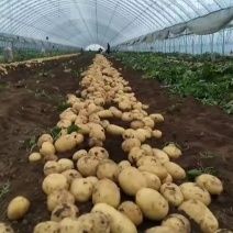 绥中实验一号，沃土5号，荷兰土豆，早大白土豆，大量上市中