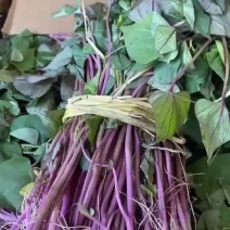 红薯苗