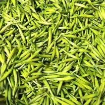 黄花菜百亩基地开始上市