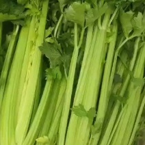 西芹-兰州高原夏菜精品大中西芹产地直销，全国发货，欢迎来