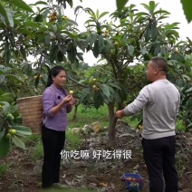 枇杷
