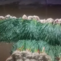 精品蒜苗，产地一手货源价格美丽，关系各位老板订购