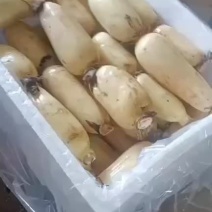 云南莲藕大量上市，保证质量，货源充足。