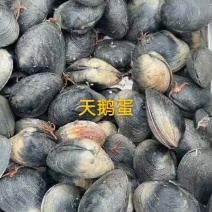 天鹅蛋