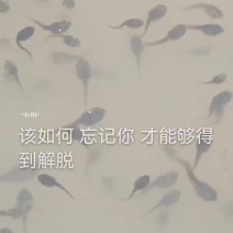 牛蛙苗