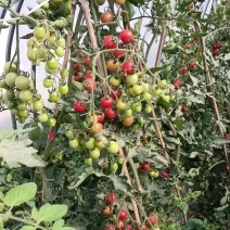五彩小番茄