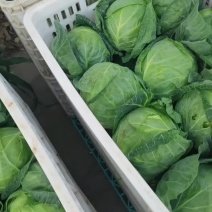 甘蓝