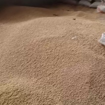 黄豆