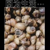 大量出售精品田螺