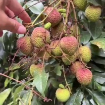 广东湛江妃子笑荔枝大量上市，量大从优欢迎各位老板前来致电联系
