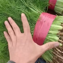 各种蔬菜