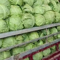 甘蓝大量上市颗颗精品，产地一手货源大量上货欢迎各地老板前