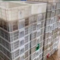 山东微山湖龙虾苗供应全国
