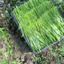 特级空心菜菜头1