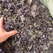 紫苏紫苏叶自产自销广西紫苏量大价优欢迎来电