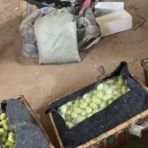 玉女黄瓜网红拇指黄瓜承接一件代发