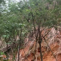 牡丹樱花5-8公分基地低价大量岀售欢迎选购