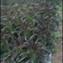 高源莴笋