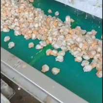 栉孔贝肉