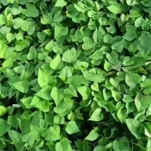 高淀粉苗