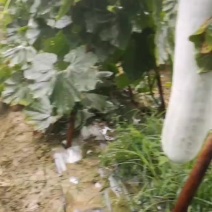 白皮冬瓜