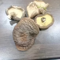 野生香菇干货，短柄。干度高。