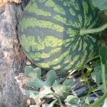 美都