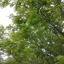 洋槐花