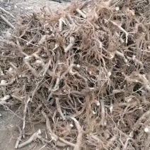 泡桐树苗