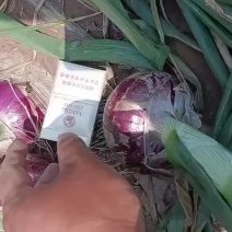 江苏丰县洋葱大量上市